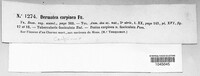Pezicula carpinea image